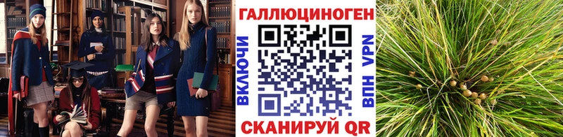 где купить   Динская  ссылка на мегу ссылки  Псилоцибиновые грибы мицелий 